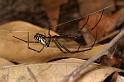 Leucage_granulata_D7705_Z_89_The Gap_Australie